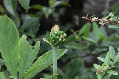 Arisaema tortuosum, photographed by Ramnarayan K