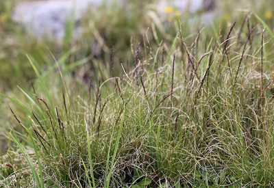 Ptilagrostiella kingii, photographed by Steve Matson