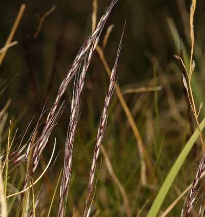 Ptilagrostiella kingii, photographed by Steve Matson