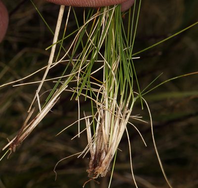 Ptilagrostiella kingii, photographed by Steve Matson