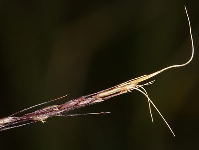 Ptilagrostiella kingii, photographed by Steve Matson