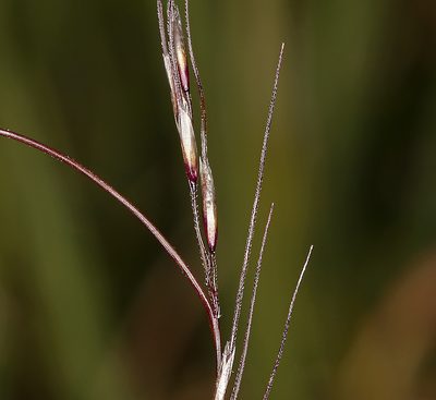 Ptilagrostiella kingii, photographed by Steve Matson