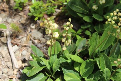 Pyrola dentata, photographed by Gabbie Byers