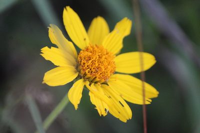 Verbesina pedunculosa, photographed by José Belem Hernández Díaz