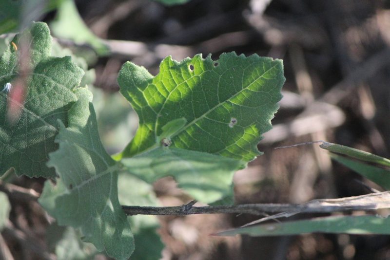 Verbesina pedunculosa, photographed by José Belem Hernández Díaz