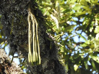 Phlegmariurus dacrydioides, photographed by katuchka