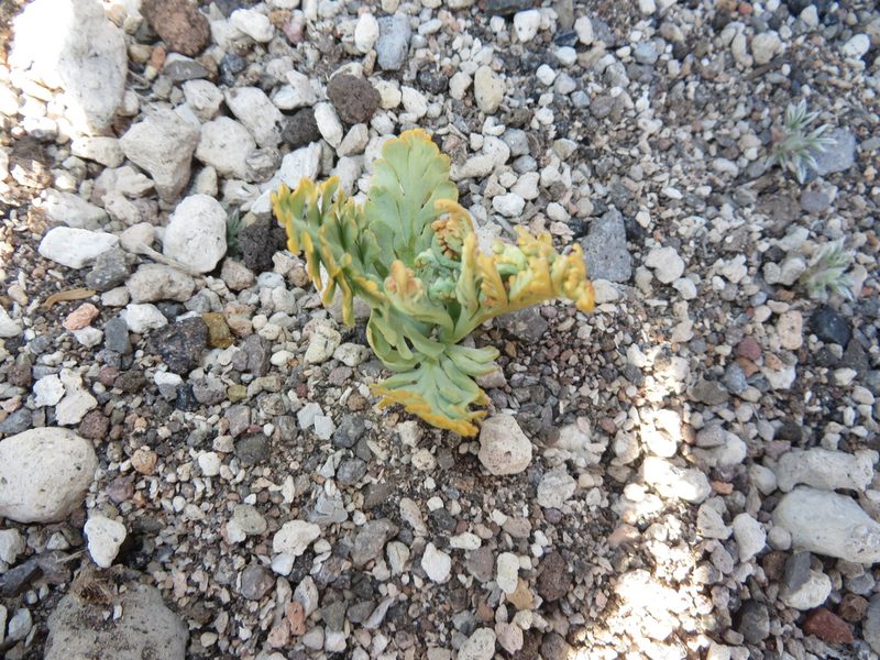 Botrychium pumicola, photographed by Aaron Liston