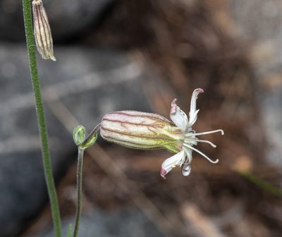 Silene douglasii, photographed by Don Loarie