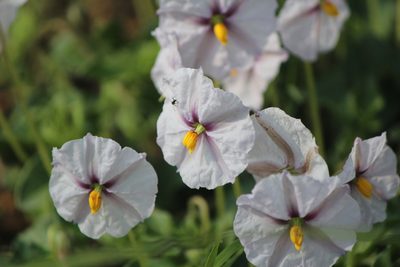 Lycianthes peduncularis, photographed by José Belem Hernández Díaz
