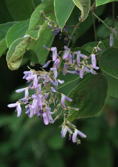 Sunhangia elegans, photographed by Ramnarayan K