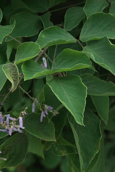 Sunhangia elegans, photographed by Ramnarayan K