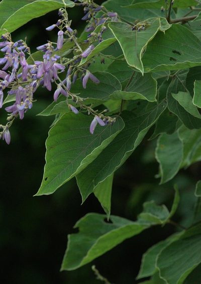 Sunhangia elegans, photographed by Ramnarayan K