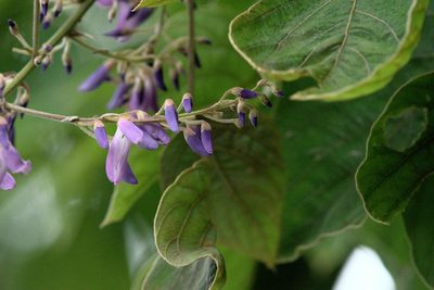 Sunhangia elegans, photographed by Ramnarayan K
