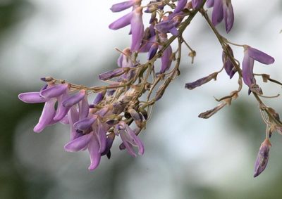 Sunhangia elegans, photographed by Ramnarayan K