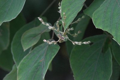 Sunhangia elegans, photographed by Ramnarayan K