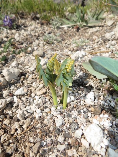 Botrychium pumicola, photographed by Aaron Liston