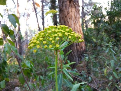 Bupleurum fruticosum, photographed by Ben Costamagna
