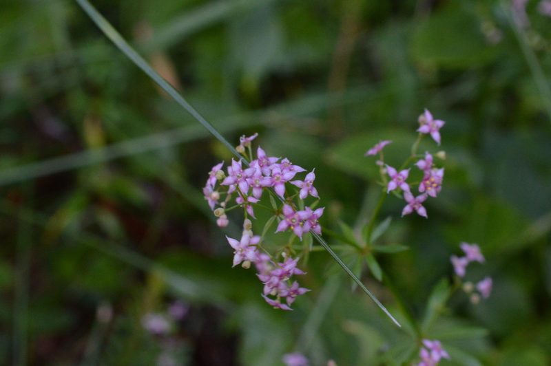 Galium rubrum, photographed by Irene Saltini