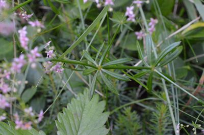 Galium rubrum, photographed by Irene Saltini