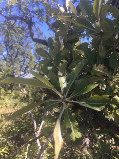 Pyrus elaeagrifolia, photographed by Максим Шумских