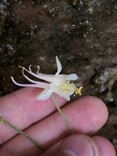 Aquilegia micrantha, photographed by Jared Shorma