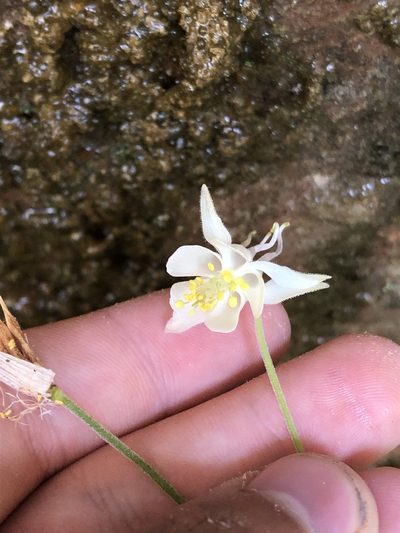 Aquilegia micrantha, photographed by Jared Shorma
