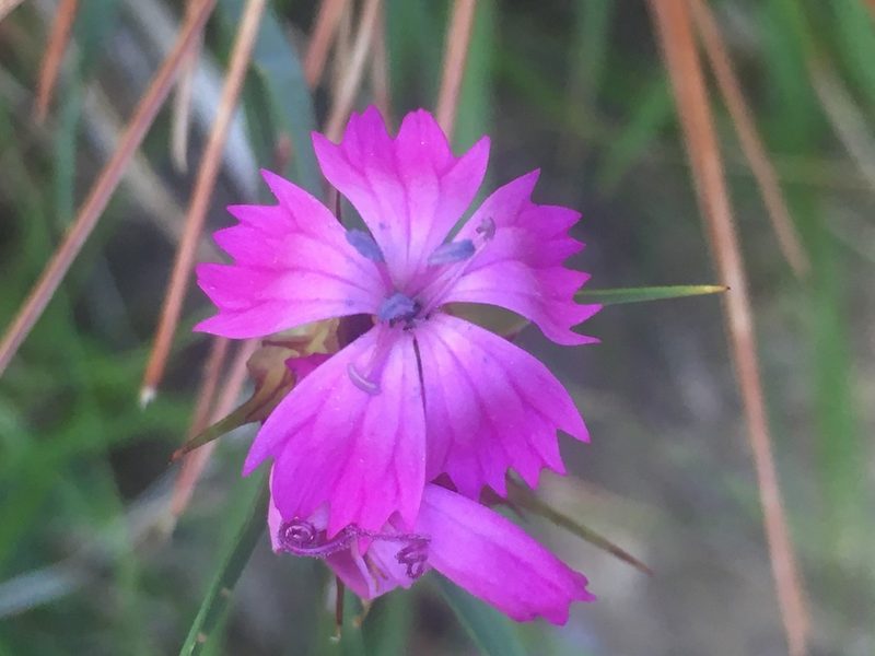 Dianthus capitatus, photographed by Максим Шумских