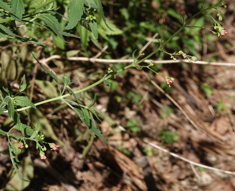 Scrophularia parviflora, photographed by desertnaturalist