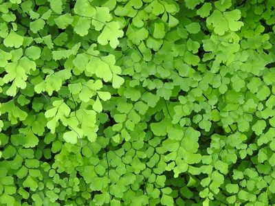 Adiantum braunii, photographed by Neptalí Ramírez Marcial