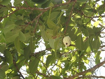 Annona macroprophyllata, photographed by Neptalí Ramírez Marcial