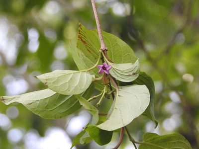 Laubertia contorta, photographed by Neptalí Ramírez Marcial