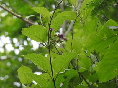 Laubertia contorta, photographed by Neptalí Ramírez Marcial