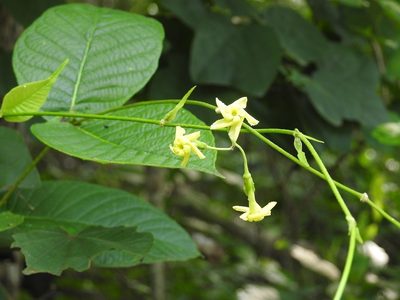 Mandevilla platydactyla, photographed by Neptalí Ramírez Marcial