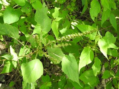 Acalypha macrostachya, photographed by Neptalí Ramírez Marcial
