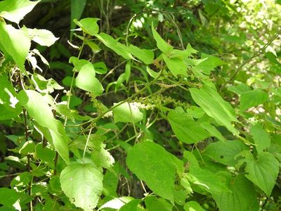 Acalypha macrostachya, photographed by Neptalí Ramírez Marcial