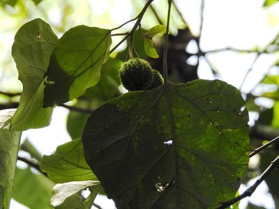 Croton reflexifolius, photographed by Neptalí Ramírez Marcial