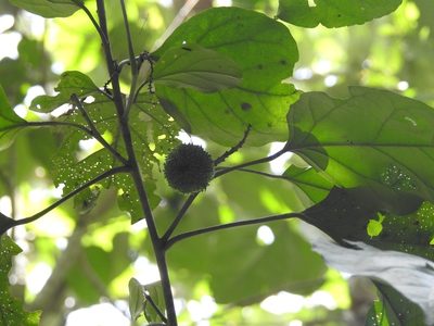 Croton reflexifolius, photographed by Neptalí Ramírez Marcial