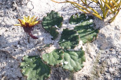 Othonna heterophylla, photographed by Tony Rebelo