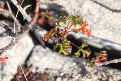 Pelargonium scabroide, photographed by Tony Rebelo