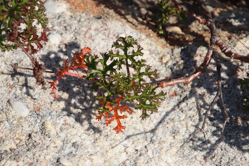 Pelargonium scabroide, photographed by Tony Rebelo