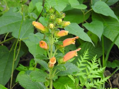 Sinningia incarnata, photographed by Neptalí Ramírez Marcial