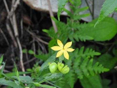 Sisyrinchium angustissimum, photographed by Neptalí Ramírez Marcial