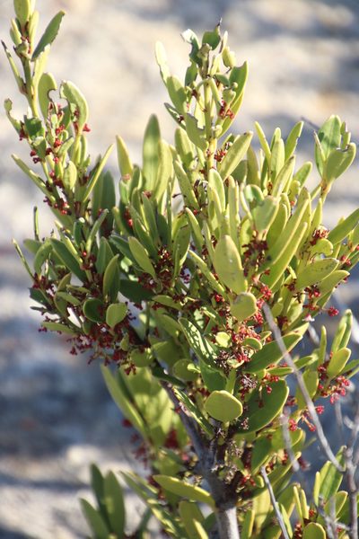 Cassine parvifolia, photographed by Tony Rebelo