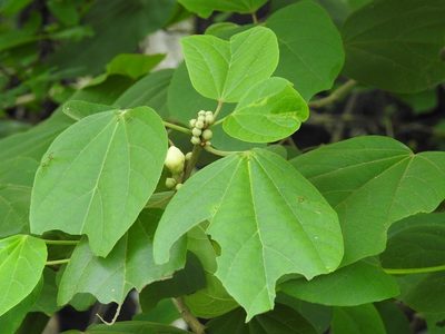 Hampea mexicana, photographed by Neptalí Ramírez Marcial