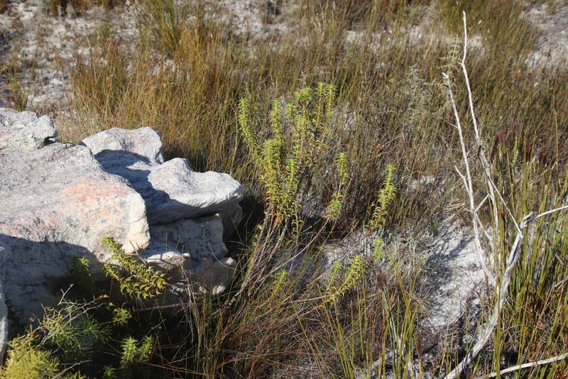 Cliffortia ceresana, photographed by Tony Rebelo