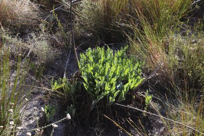 Lichtensteinia trifida, photographed by Tony Rebelo