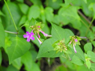 Mirabilis sanguinea, photographed by Neptalí Ramírez Marcial