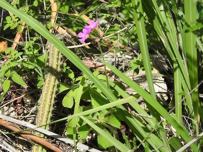 Oxalis nelsonii, photographed by Neptalí Ramírez Marcial