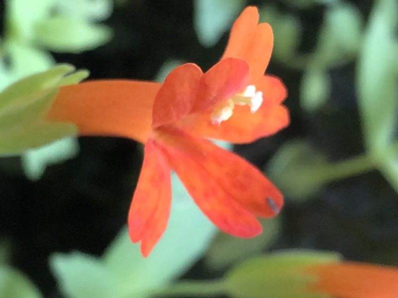 Erythranthe eastwoodiae, photographed by Jared Shorma