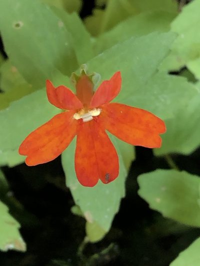 Erythranthe eastwoodiae, photographed by Jared Shorma
